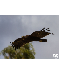 گونه عقاب خالدار بزرگ Greater Spotted Eagle